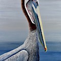 California Pelican